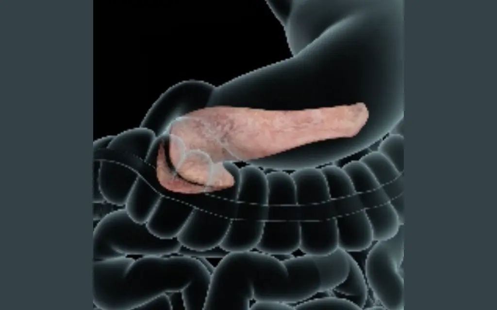 A three-dimensional pancreas rendering from the platform's diabetes education library