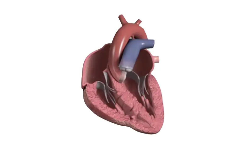 A three-dimensional heart model of the kind used in the platform's cardiac explainers